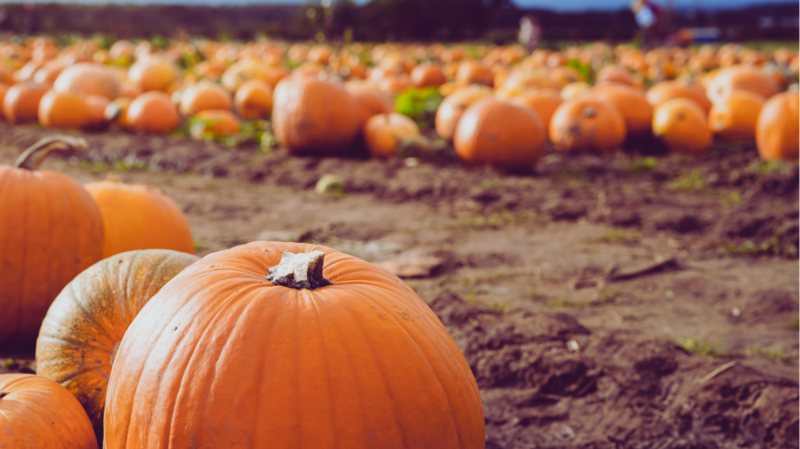 Pumpkin Patch Lafayette